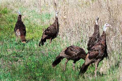 Learn to Turkey Hunt in Minnesota