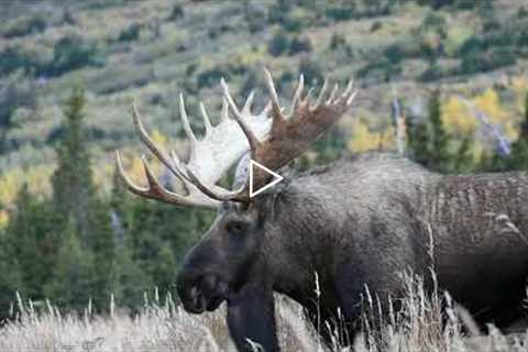A Big Bull Moose Makes a Rut Pit