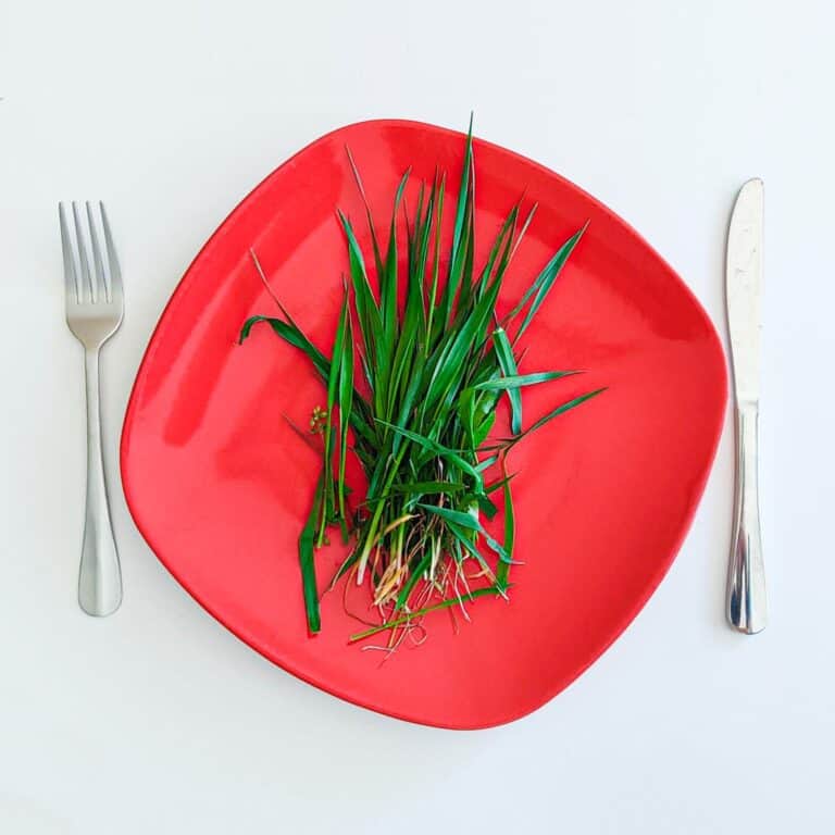 Can You Eat Grass in a Survival Situation?