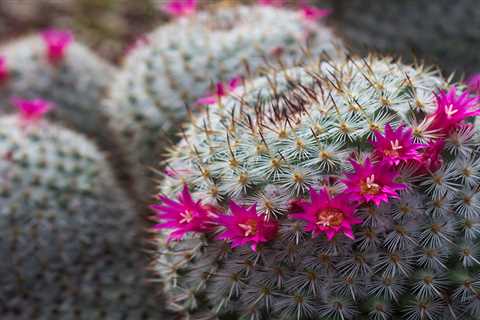 Embracing Spring in Santa Fe, New Mexico