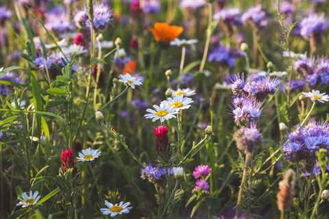 Where To See Wildflowers Year-Round