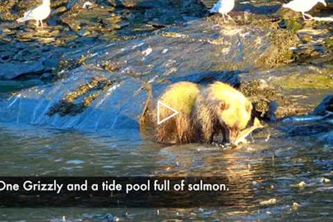 One Grizzly and a tide pool full of salmon.