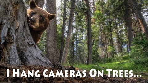 Montana Wildlife - Trail Cam Footage Compilation, Episode 1