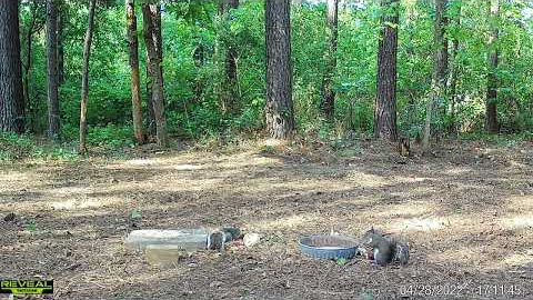 cute squirrels eating in the afternoon - squirrel trail cam videos