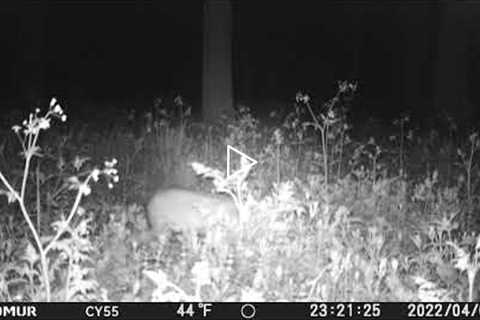 trail cam wild animals caught on camera