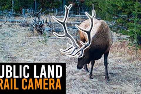 BULL ELK, MOOSE and more! | Trail Camera Review