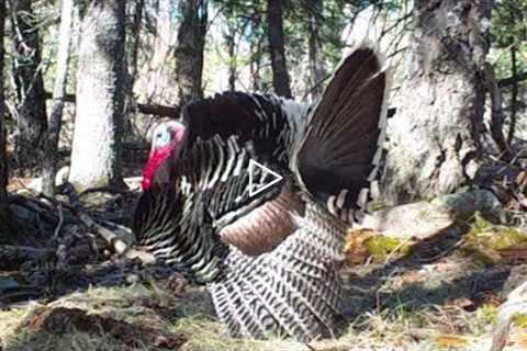 Goulds Turkey struts his stuff in front of my Trail Camera. (Southern Arizona)