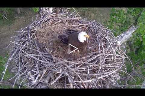 Xcel Energy Fort St. Vrain Side Eagle Cam