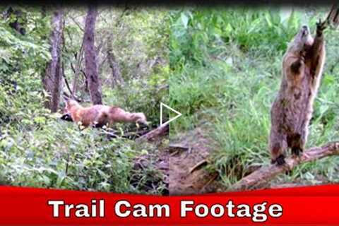 Trail Camera Footage, Week 2, Epic!!! #Trailcamfootage #Critters