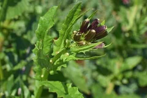 Watch Out for These 6 Wild Lettuce Lookalikes