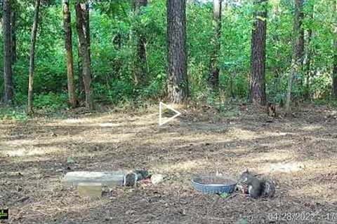 cute squirrels eating in the afternoon - squirrel trail cam videos