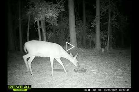 may 2022 trail cam pictures