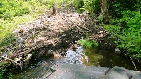 Mount Chase, Maine ATV ride to check a trail camera & a happy dog! 06/2022