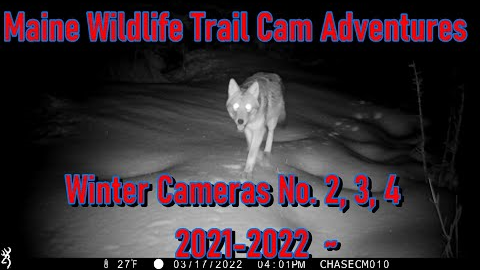Maine Wildlife Trail Cam Adventures  ~ Winter Cameras No. 2, 3, 4