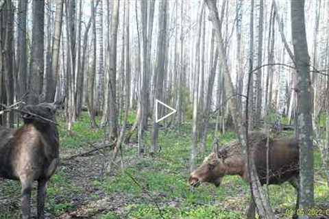 First footage compilation Trail cam: wild boars, moose, bear!
