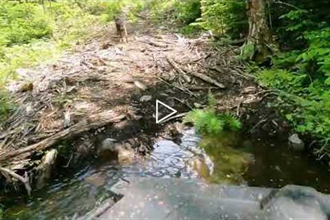 Mount Chase, Maine ATV ride to check a trail camera & a happy dog! 06/2022