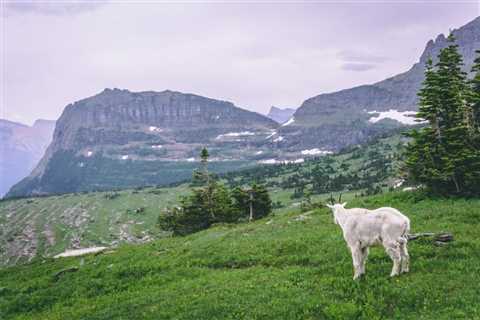 Camping World’s Guide to RVing Glacier National Park