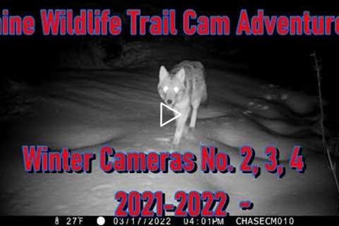 Maine Wildlife Trail Cam Adventures  ~ Winter Cameras No. 2, 3, 4