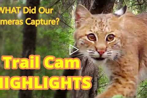 Trail Camera Highlights | Bobcats work up a thirst!