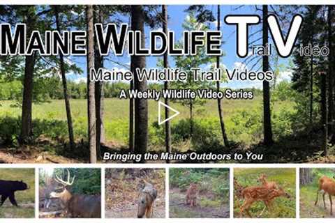Fawns | Deer | Turkeys |Maine Wildlife Trail Video | Trail Cam