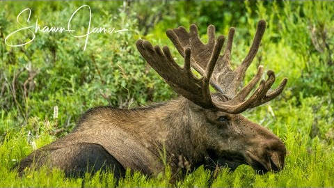 Big Bull Moose in Alaska