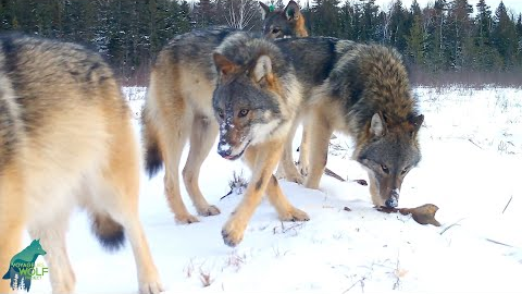 Large wolf pack in remote forest of northern Minnesota