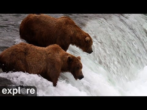 Brooks Falls - Katmai National Park, Alaska 2022 powered by EXPLORE.org