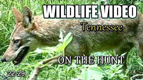 Narrated Wildlife Video 22-29 from Trail Cameras in the Tennessee Foothills of the Smoky Mountains