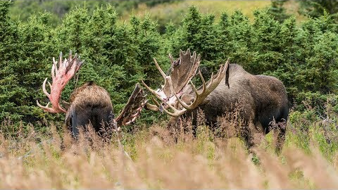 ALASKAN BULL MOOSE SPARRING | 4K