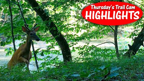 From Coyotes to Kayaks: I found a creek crossing! Thursday's Trail Cam Highlights 7.21.22