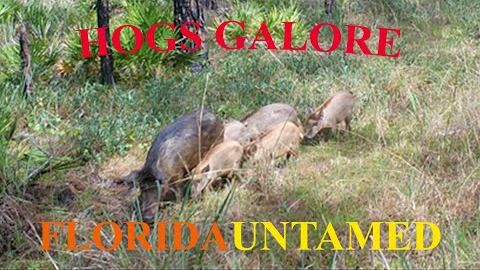 Green Swamp FL - HOGS GALORE - Browning Trail/Game Camera Video Footage - Coyote and His Kill - 2021