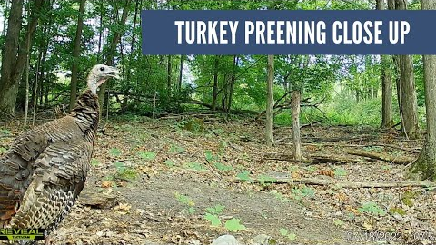 Turkeys Preen on Trail Cam (Tom and Hen Close Up)