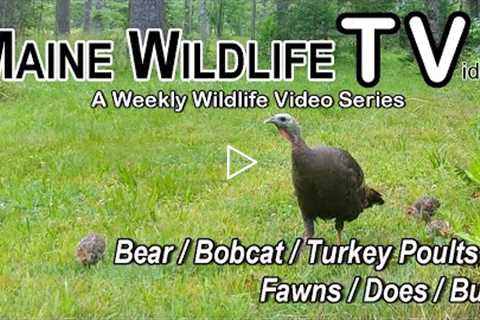 Bear/Bobcat/Turkey Poults/Deer/Fawn/Buck/Maine Wildlife Trail Video/Trail Cam