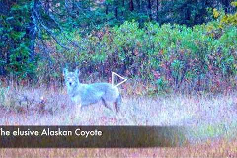 Alaskan Coyote