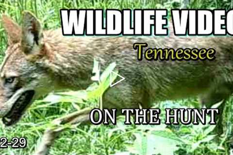 Narrated Wildlife Video 22-29 from Trail Cameras in the Tennessee Foothills of the Smoky Mountains