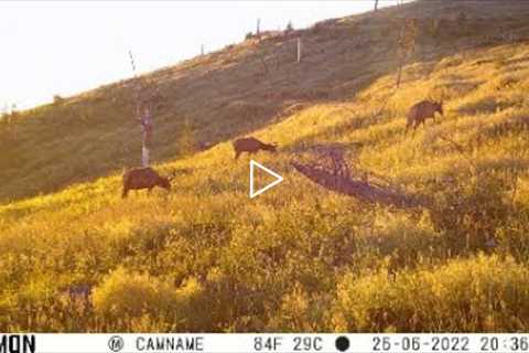 Trail Camera Video July 17, 2022