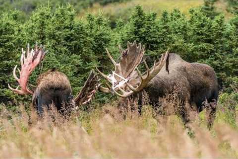 ALASKAN BULL MOOSE SPARRING | 4K