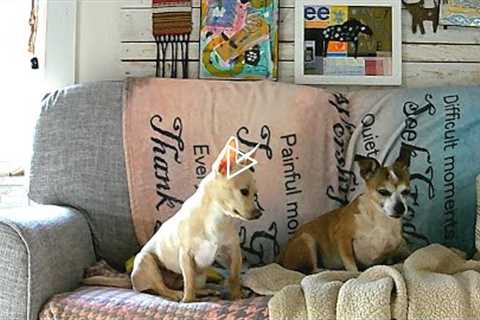 Chihuahua And Chiweenie Vikeri B1 Trail Camera Timelapse