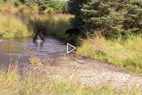 Bear Cubs Playing! Alaskan Wildlife - Juneau, Alaska