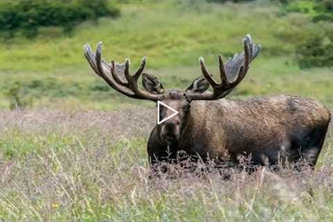 MONSTER ALASKAN BULL MOOSE | UP CLOSE IN 4K