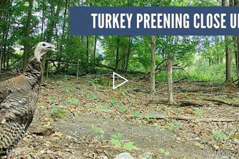 Turkeys Preen on Trail Cam (Tom and Hen Close Up)