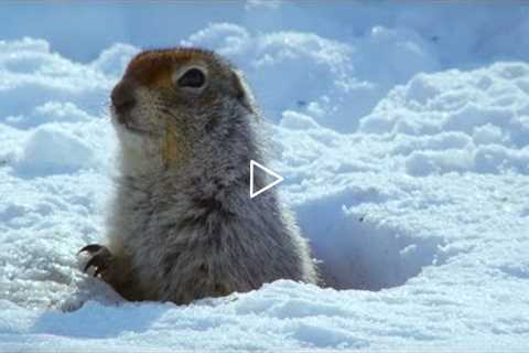 How an Arctic Squirrel Survives Winter | Wild Alaska | BBC Earth