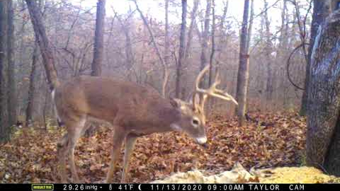 Checking trail camera with tons of trail camera action!