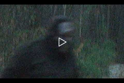 Wildlife Bigfoot Trespassers Trail Cam Pictures