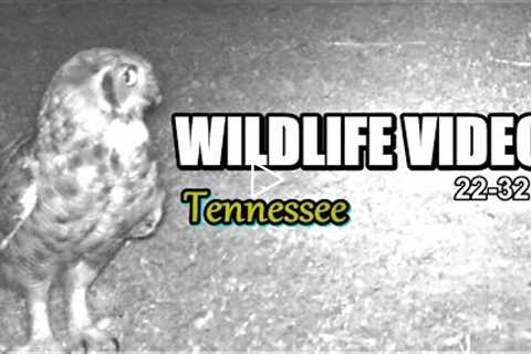 Narrated Wildlife Video 22-32 from Trail Cameras in the Tennessee Foothills of the Smoky Mountains