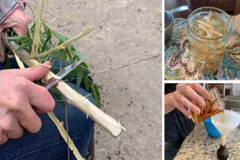 How To Make A Pain-Relieving Willow Bark Tincture