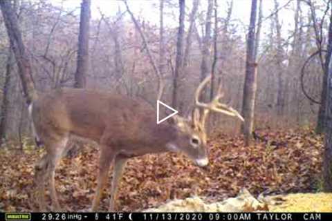 Checking trail camera with tons of trail camera action!