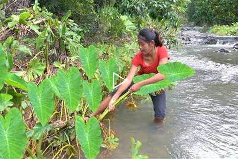 Survival skills solo in forest - Taro tubers for food survival in jungle