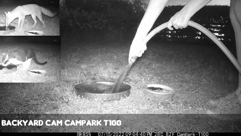 Backyard Cam: CamPark T100 4K Trail Camera Video July 15-16, 2022