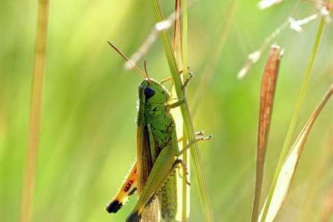 So, Can you Eat Grasshoppers to Survive?